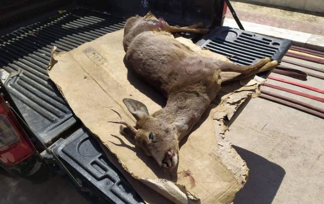 Νεκρό ζαρκάδι στο δρόμο Λαμίας - Δομοκού