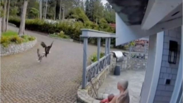 Γυναίκα στο Βανκούβερ σώζει τη χήνα της την ώρα που την έχει αρπάξει αετός (βιντεο)