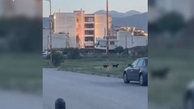 Κάτι πρέπει να γίνει με τα αδέσποτα στην Καμαρίτσα (ΒΙΝΤΕΟ)