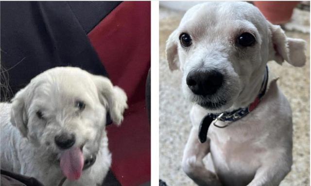 Χάθηκε ο Κούκι - Μήπως τον βρήκατε?