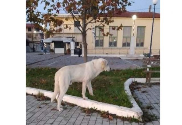 Αναζητείται ο σκύλος της φωτογραφίας στο Αυλάκι Φθιώτιδας