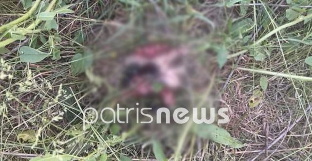 ΣΟΚ! Σκότωσε με χορτοκοπτικό εννιά κουτάβια