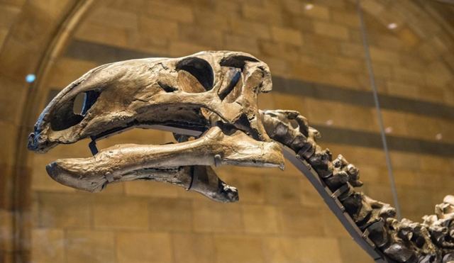Γαλλία: Σε δημοπρασία σκελετός δεινοσαύρου για μισό εκατομμύριο ευρώ