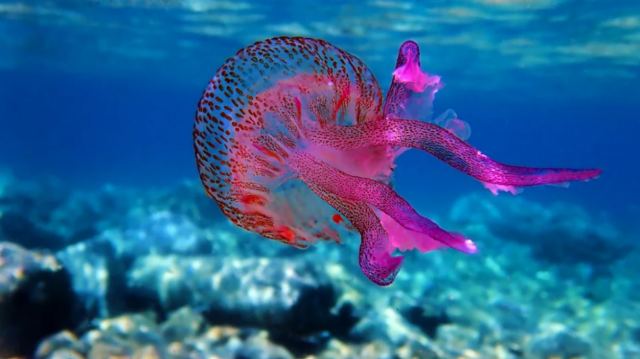 Μωβ μέδουσα: Σε αυτές τις περιοχές έχει εμφανιστεί - Τι προκαλεί το τσίμπημα - Χρήσιμες συμβουλές