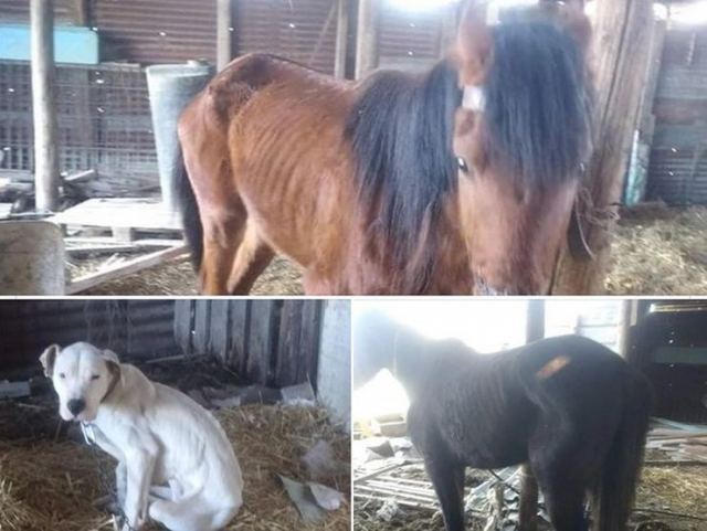 Λαμία: Σε καλά χέρια τα δύο σκελετωμένα άλογα και ο σκύλος