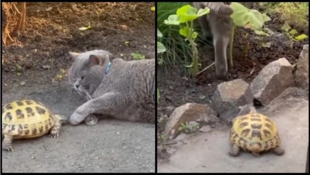 Χελώνα έκανε bullying σε γάτα που αναγκάστηκε σε... οπισθοχώρηση