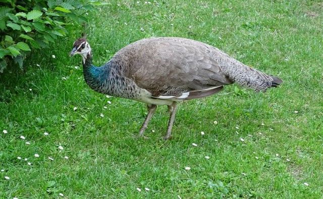 Χάθηκε παγώνι θηλυκό - Μπορείτε να βοηθήσετε?
