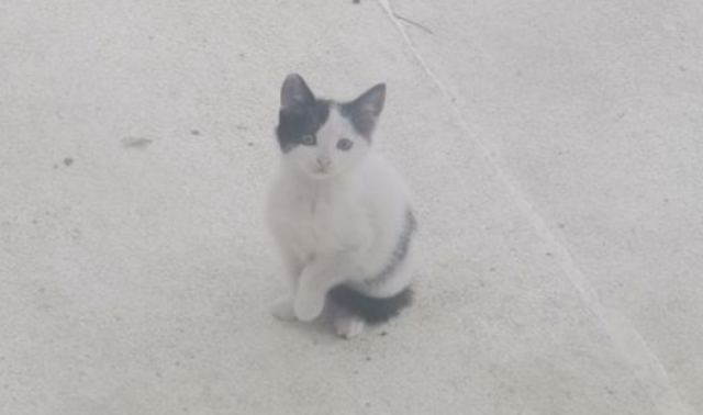 Χαρίζονται 2 πανέμορφα γατάκια