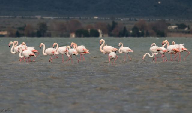 Ένα τοπίο γεμάτο φλαμίνγκο στη Φθιώτιδα - Εντυπωσιακές εικόνες!