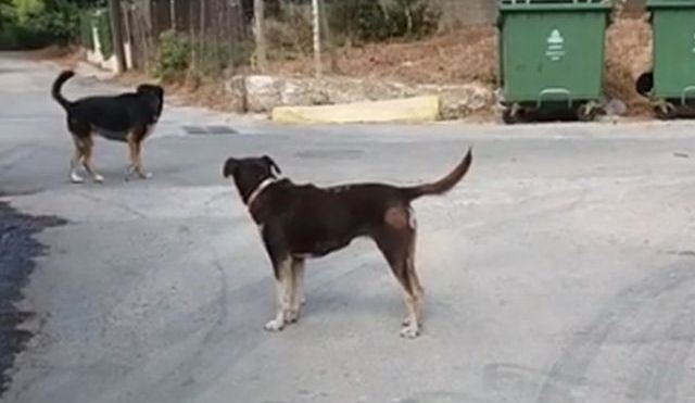 Λαμία: Αδέσποτο δάγκωσε αστυνομικό εν ώρα υπηρεσίας