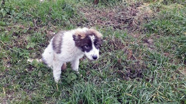 Φθιώτιδα: Πυροβόλησαν σκυλάκι και το παράτησαν να πεθάνει αβοήθητο