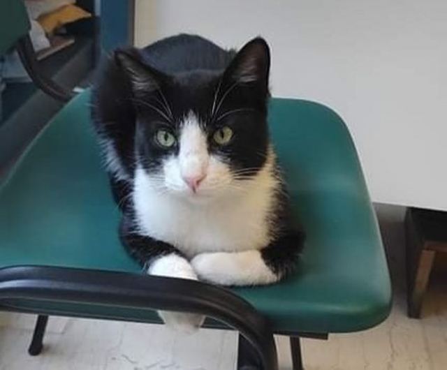 Επείγει η φιλοξενία γατούλη που είχε τραυματιστεί