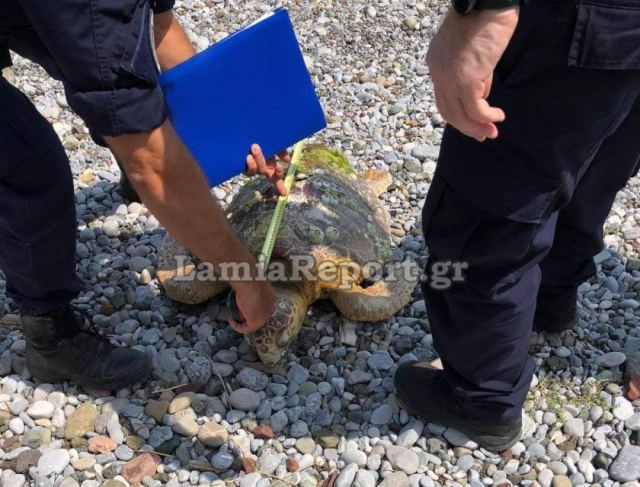 Νεκρή καρέτα - καρέτα στις ακτές της Φθιώτιδας