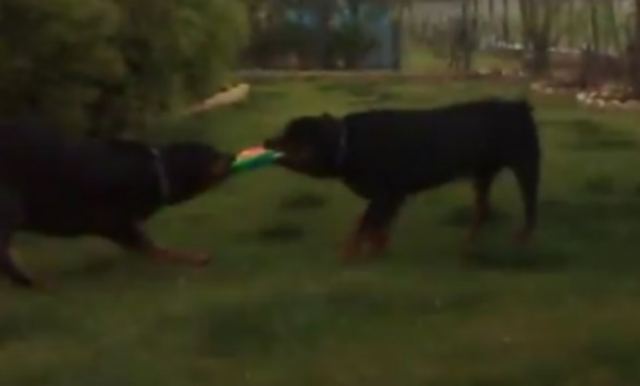 Νέα στοιχεία για τον ιδιοκτήτη των ροτβάιλερ που σκότωσαν το 5χρονο αγοράκι - Σε εξέλιξη οι έρευνες (Βίντεο)