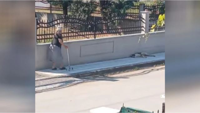 Θεσσαλονίκη: Δικογραφία σε βάρος της 75χρονης που πέταξε μπαστούνι σε σκυλί