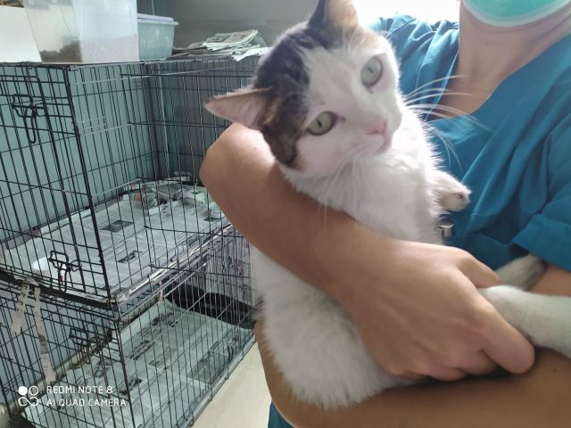 Επιτυχημένη η επέμβαση για τα βιονικά πόδια του Περσέα