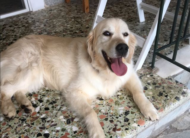 Χάθηκε ο σκύλος της φωτογραφίας...