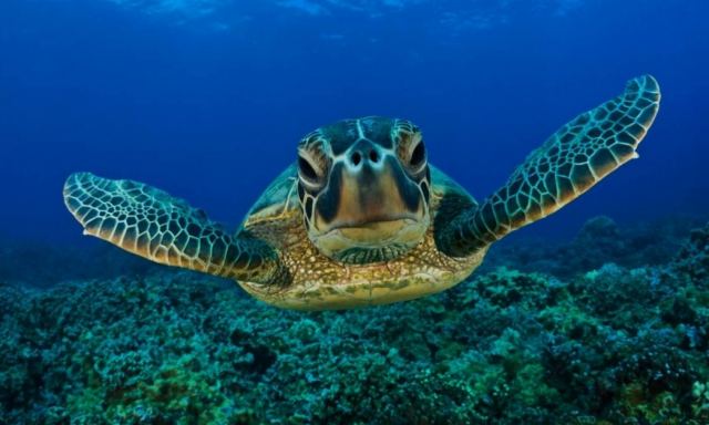 Ανάβυσσος: Χελώνα «επιτέθηκε» σε πρωταγωνιστή ερωτικής ταινίας - Διέκοψε τα γυρίσματα