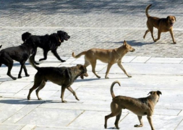 Εντολή Εισαγγελέα για τα αδέσποτα - Στο αυτόφωρο ο αντιδήμαρχος