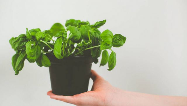 Δέκα φυσικά εντομοαπωθητικά που θα κρατήσουν τα κουνούπια μακριά