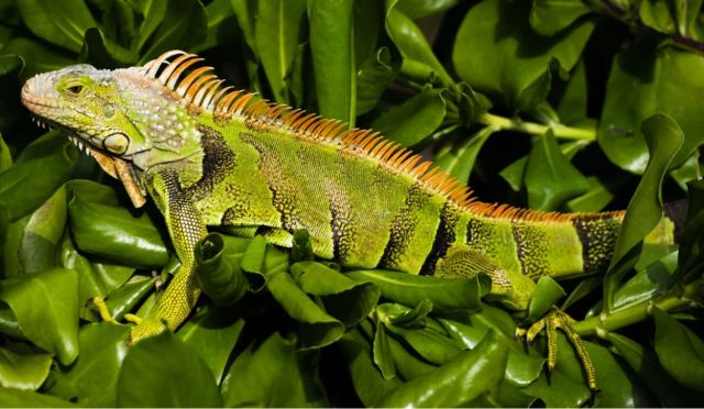 Φίδια, ιγκουάνα και χελώνες σε δρόμους και πάρκα - Έγινε «μόδα» η εγκατάλειψη άγριων ζώων στην Ελλάδα