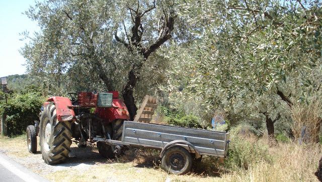 Βρέθηκε νεκρός στο ελαιοπερίβολό του