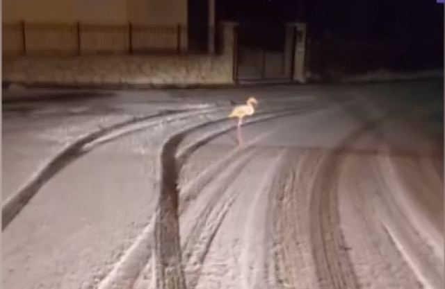 Ένα Φλαμίνγκο χαμένο μέσα στο χιονιά της Ευρυτανίας! - ΒΙΝΤΕΟ