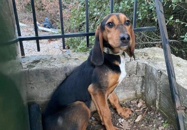 Μήπως ψάχνετε αυτό κυνηγόσκυλο;