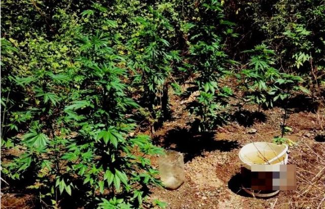 Έπιασαν Λαμιώτη ταξιτζή με χασισοφυτεία (ΒΙΝΤΕΟ-ΦΩΤΟ)