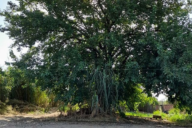 Γιατί πρέπει να κόβονται συνεχώς δέντρα;