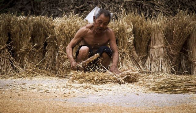 Κίνα: Απελπισμένη εταιρεία ακινήτων δέχεται ως προκαταβολή... σιτάρι ή σκόρδα