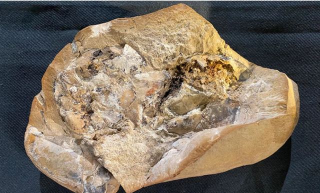 Η μεγαλύτερη σε ηλικία καρδιά είναι 380 εκατ. ετών και ανήκε σε... ψάρι!