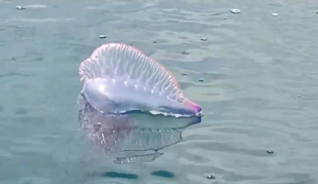 Οι «πορτογαλικές καραβέλες» τρομοκρατούν τις ισπανικές παραλίες – Είναι δυνητικά θανατηφόρες