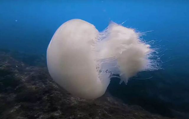 Ρόδος: Μέδουσες διαμέτρου 1 μέτρου έφτασαν από την Ερυθρά Θάλασσα – Οι κίνδυνοι από την επαφή με το δέρμα
