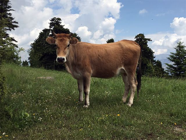 Ένωση Εκτροφέων Ελληνικής Βραχυκερατικής Φυλής Βοοειδών: Πληρωμές κοροϊδία7!