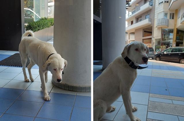 Ο σκυλάκος της φωτογραφίας τριγυρνά στο κέντρο της πόλης