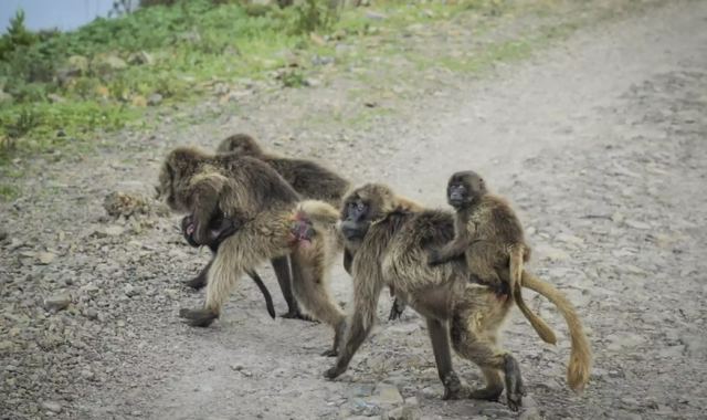 Μαϊμού στην Ινδία άρπαξε μωρό 4 μηνών από τα χέρια των γονιών του και το πέταξε από ταράτσα