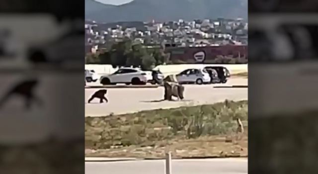 Ο χιμπατζής τη στιγμή που το σκάει από το Αττικό Πάρκο - Η απάντηση για το θάνατό του