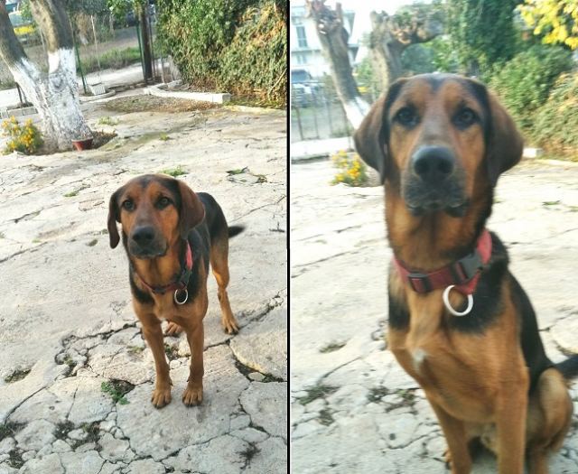 Βρέθηκε ο σκύλος της φωτογραφίας