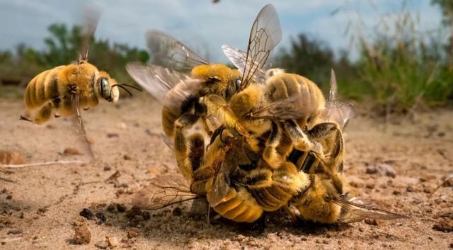 Wildlife Photographer of the Year 2022: Αυτές είναι οι φωτογραφίες που κέρδισαν