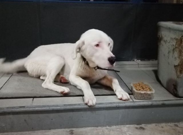 Βρέθηκε ο σκυλάκος της φωτογραφίας...