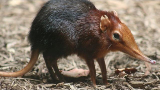 Μετά τον κορωνοϊό, νέα ανησυχία στην Κίνα: 35 άτομα θετικά σε ιό που μεταδόθηκε, πιθανώς, από ζώο