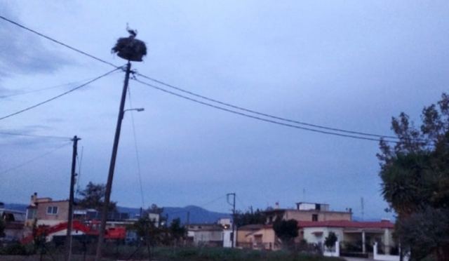 Λαμία: Όταν οι πελαργοί επιλέγουν να παραμείνουν κοντά μας! (ΦΩΤΟ)