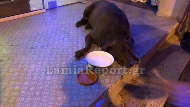 Λαμία: Θύμα τροχαίου ο Πάρης