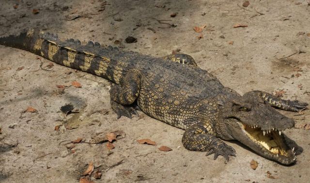 Αυστραλία: Αγρότης ξέφυγε από τα δόντια κροκόδειλου επειδή τον... δάγκωσε - H viral περιπέτεια