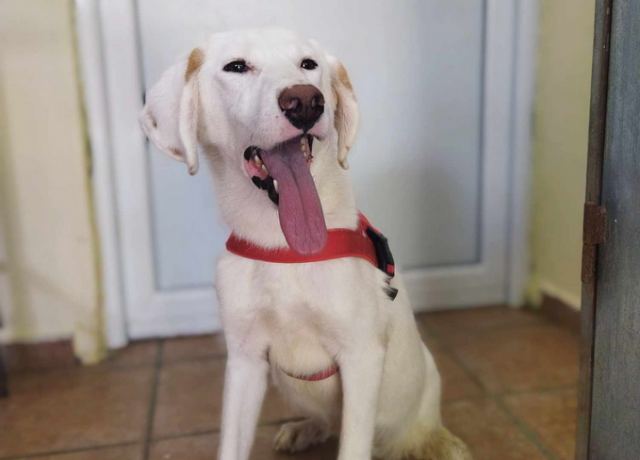 Η γλυκιά τριποδούλα Αλίκη ψάχνει σπίτι!