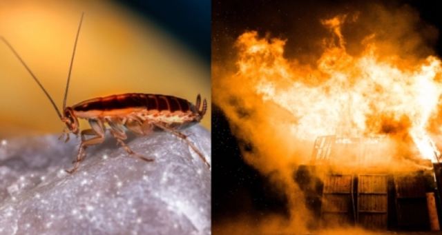 Ιαπωνία: Τύπος ανατίναξε το σπίτι του προσπαθώντας να σκοτώσει κατσαρίδα!