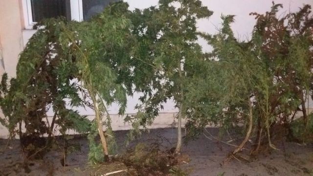Λαμία: Είχε μετατρέψει το υπόγειο σε θερμοκήπιο για κάνναβη