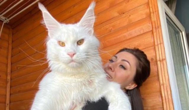 Γάτος γιγαντιαίων διαστάσεων!