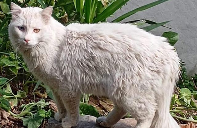 Μήπως αναζητάτε τον γάτο της φωτογραφίας;